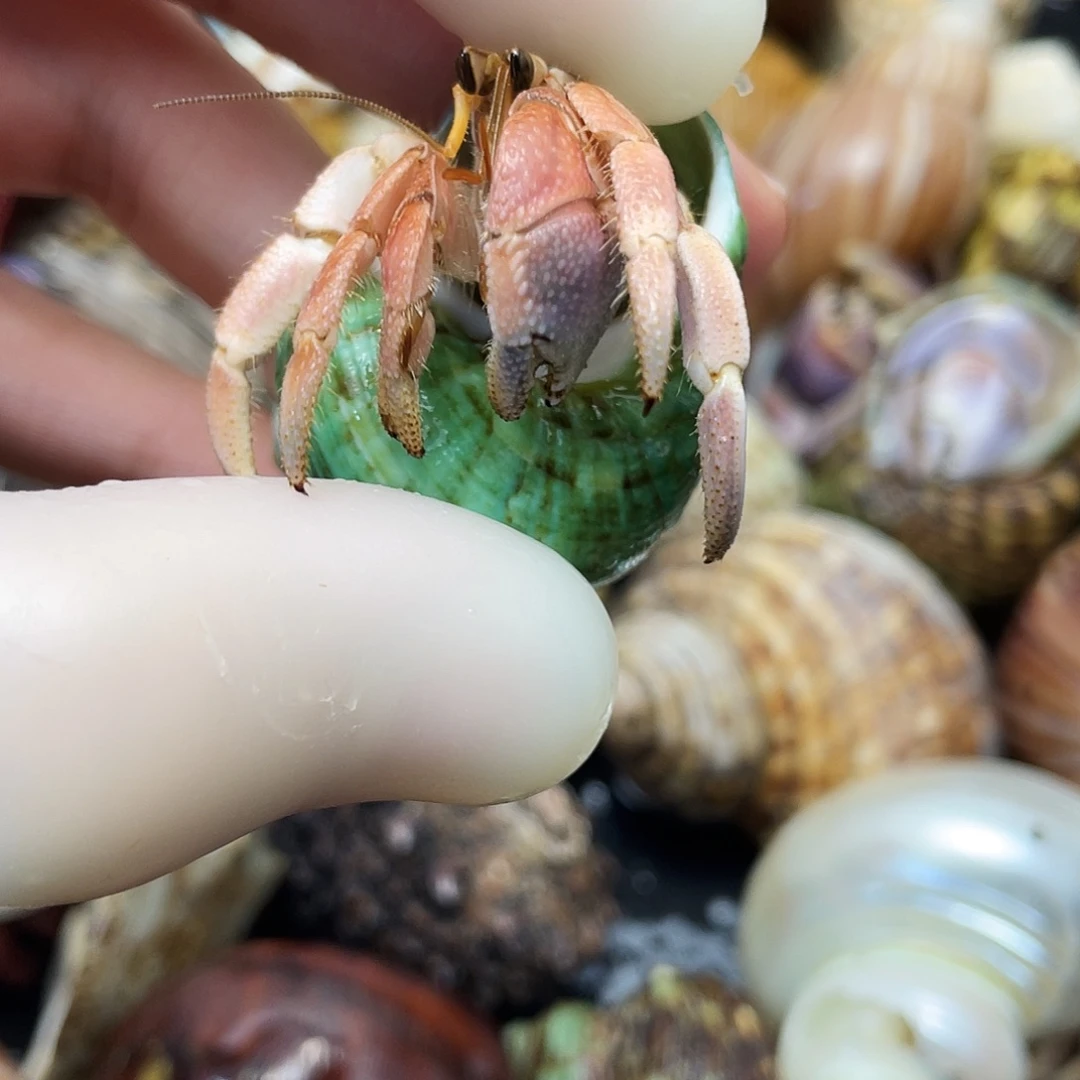 1.7口粉色新岛异彩