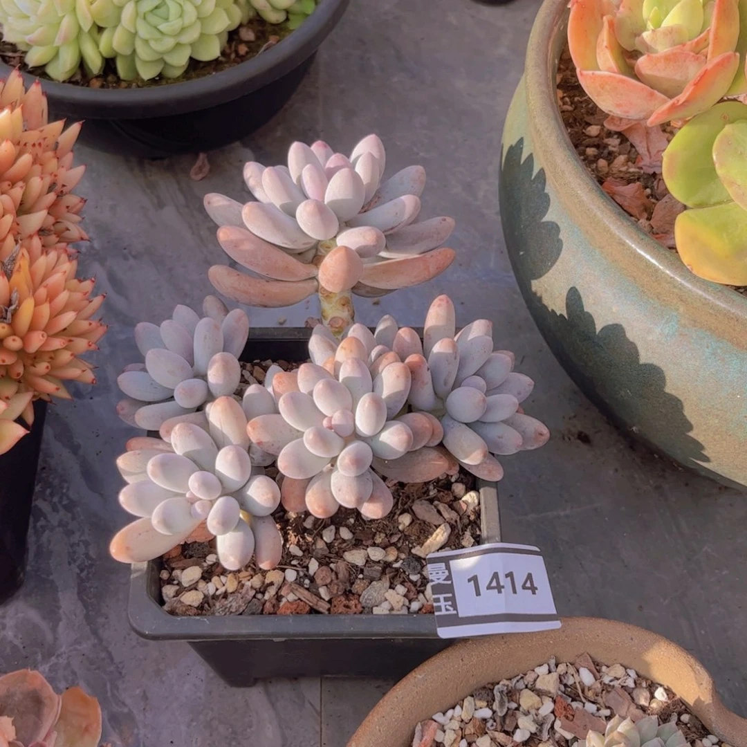 汤圆多肉植物1414