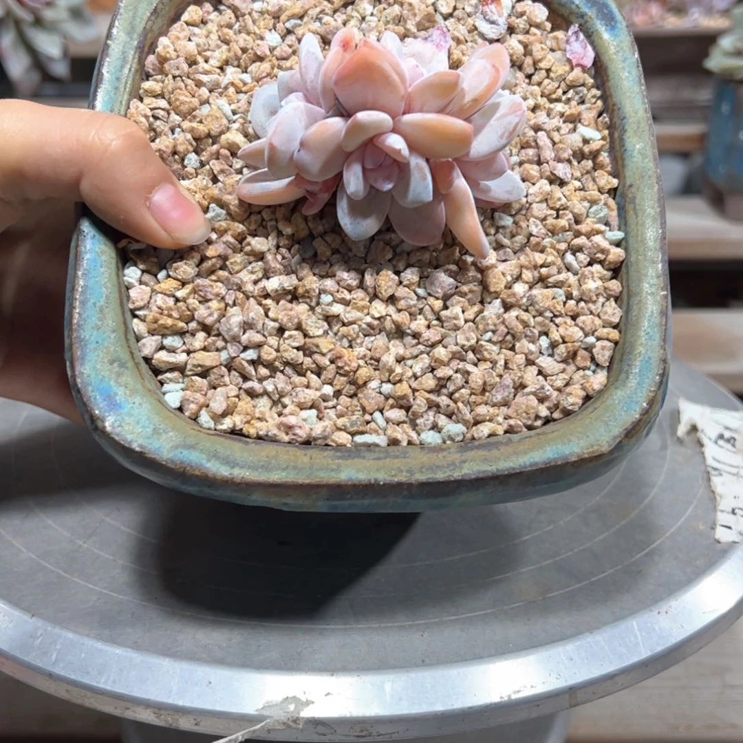 雪莲四头无砍老桩