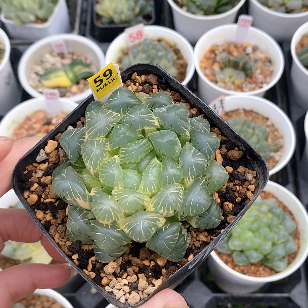 烊*59号实生玉露锦一物一拍的