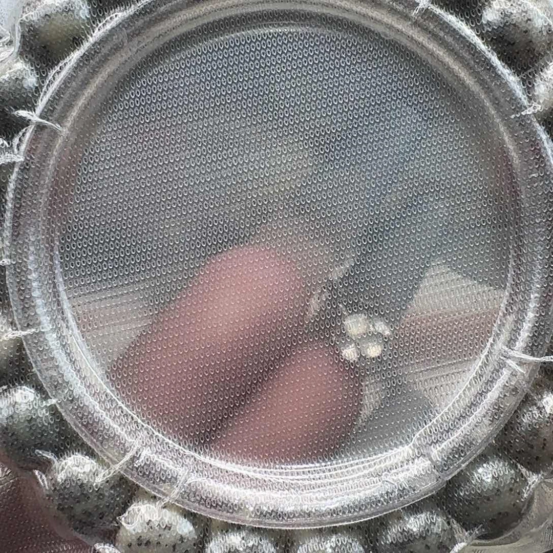 星月菩提手串15高端卡姿兰大眼睛10 9