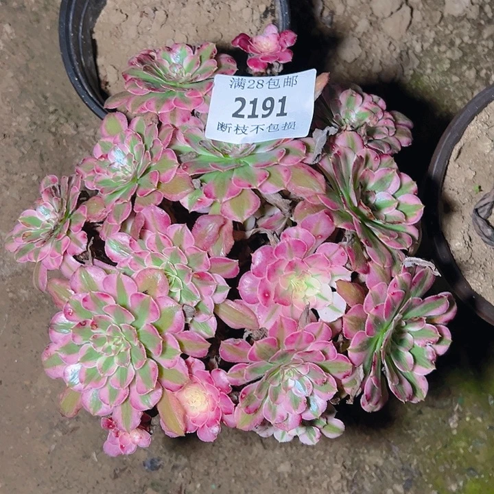 2191红铜白多肉植物