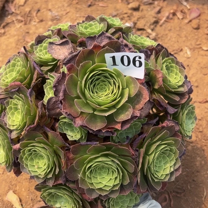 万圣夜多肉植物106