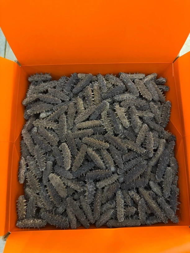 国标大连深海特级纯淡干小海参150-220支