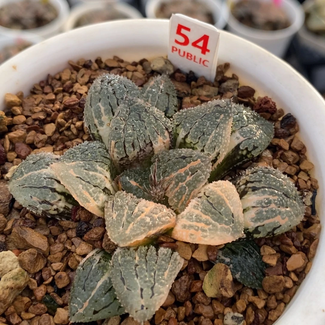 不开花植物54具味城