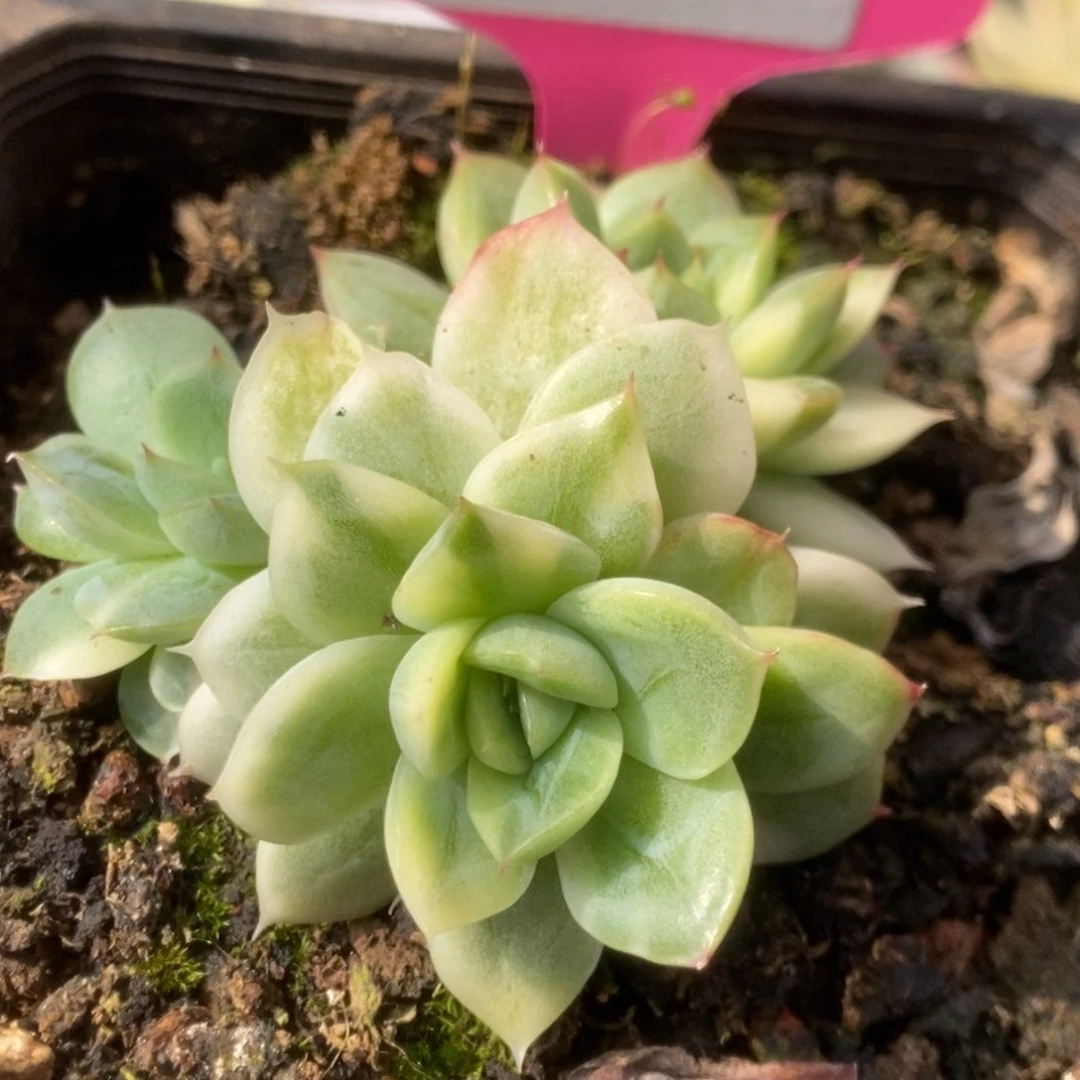 513东云杂锦锦锦锦锦锦锦