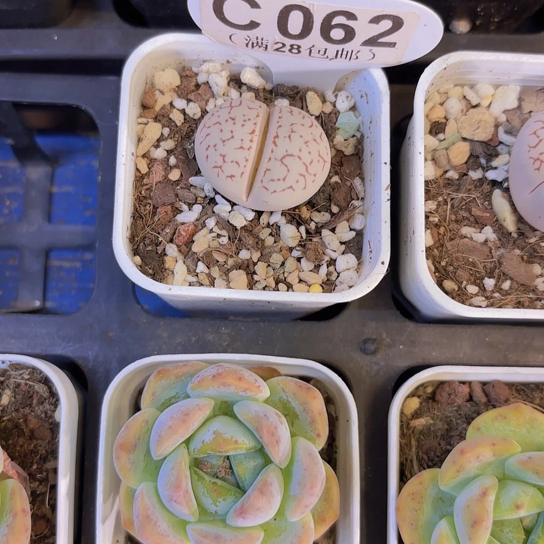 C062红文大白一物一拍