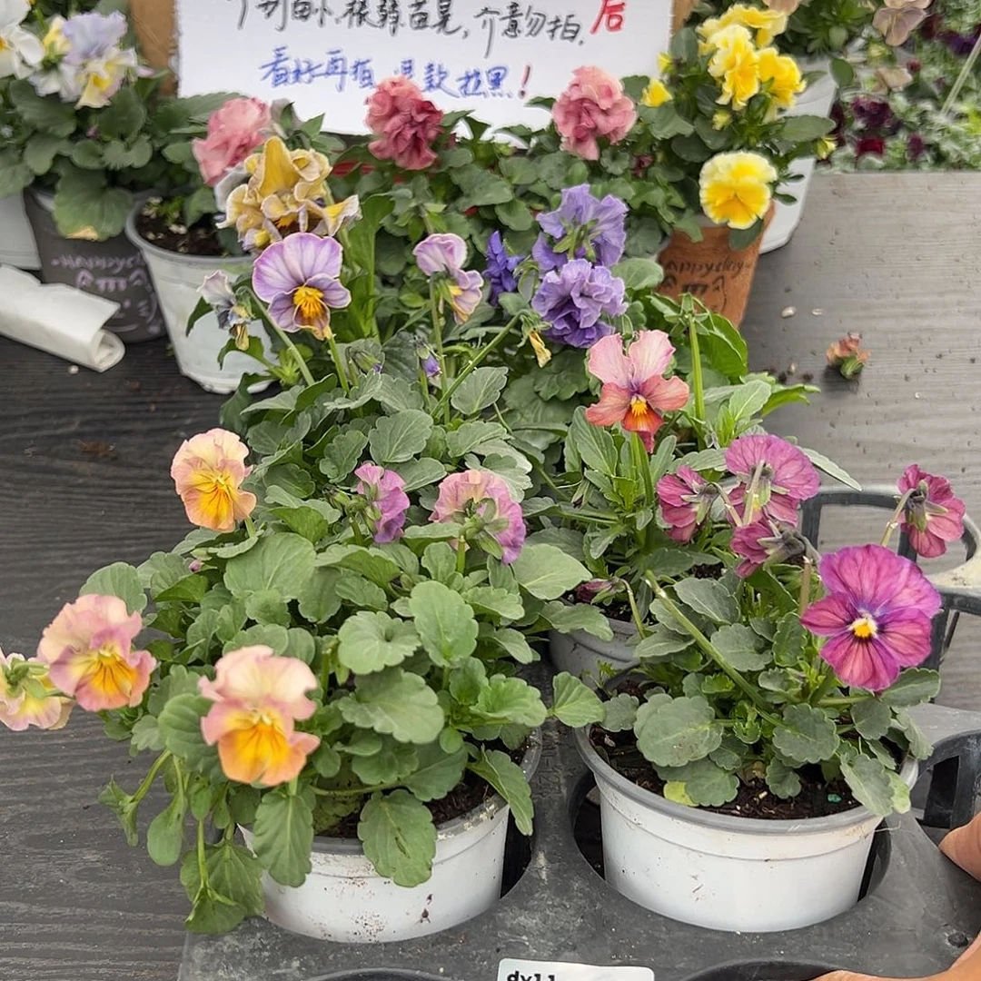 大部分花苞少量开放247号