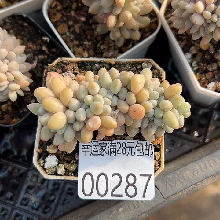 幸运儿的一个小秘密就是