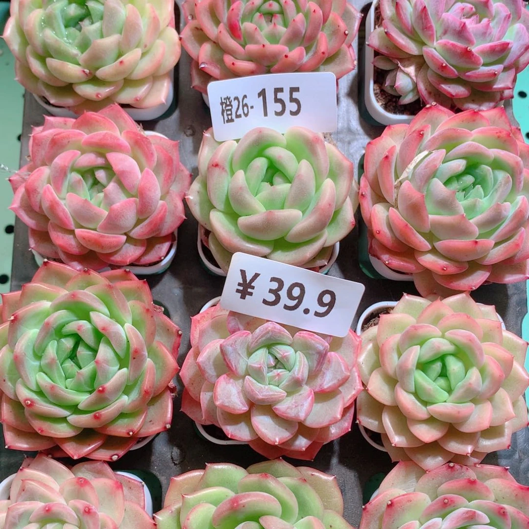 26-155一物一拍带盆18颗