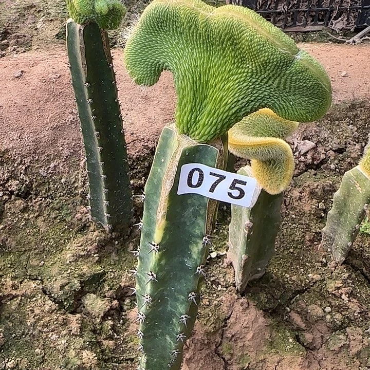 *****无花朵嫁接青蛇缀075