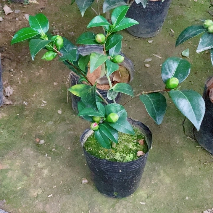 完全开放志愿茶花