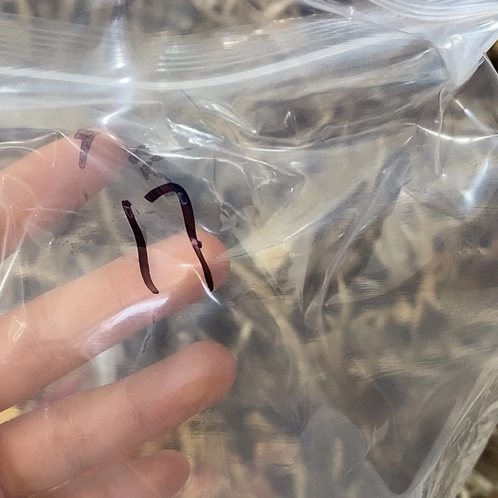 无非金属鹿角鹿角