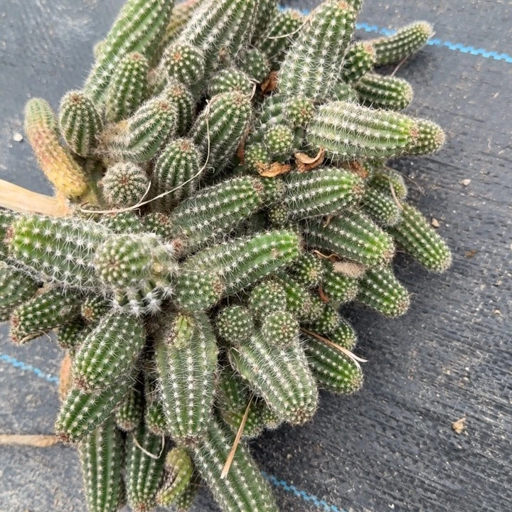 白檀仙人掌群生一群594
