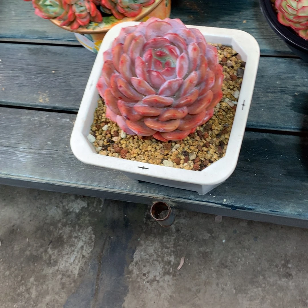 感***知一物一拍一物一拍