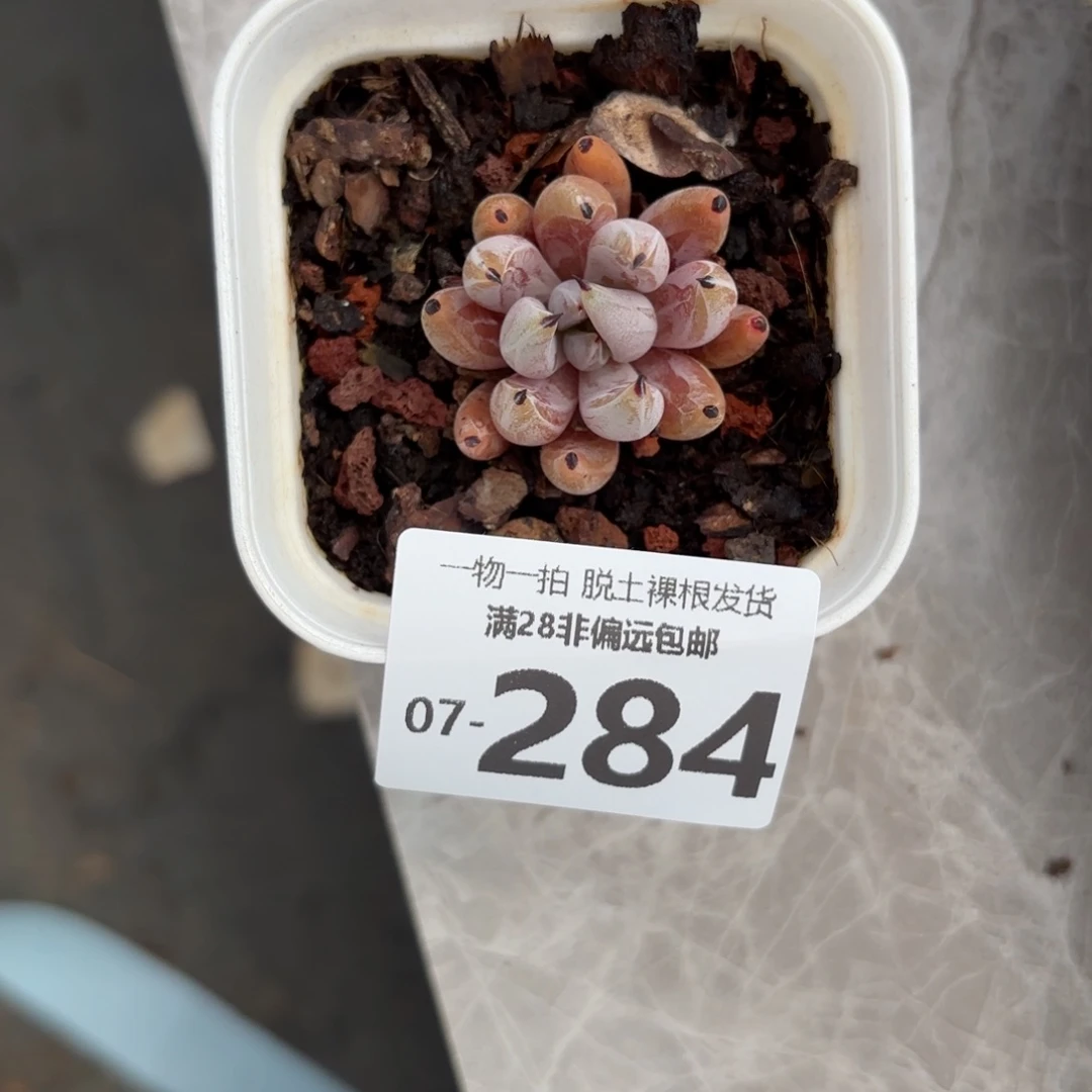 魔爪单头多肉多肉