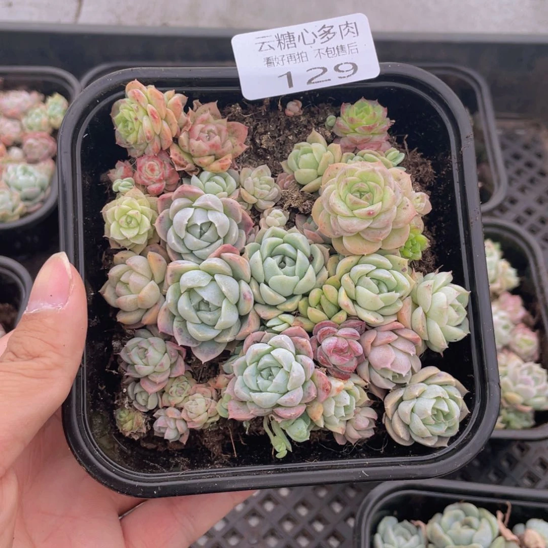 云糖心多肉植物129