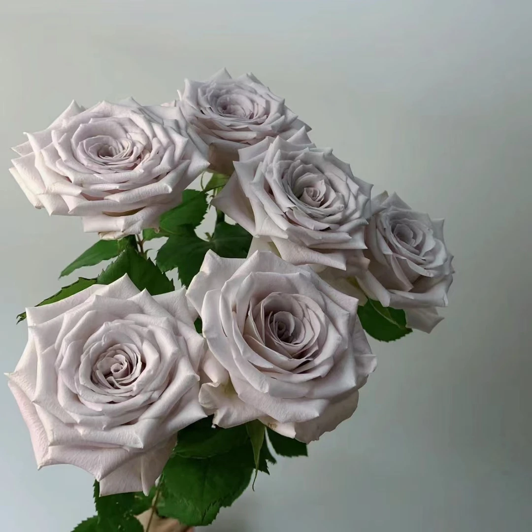 【植迷不误】曼塔玫瑰 居家 花束 插花 云南鲜花 基地包邮直发