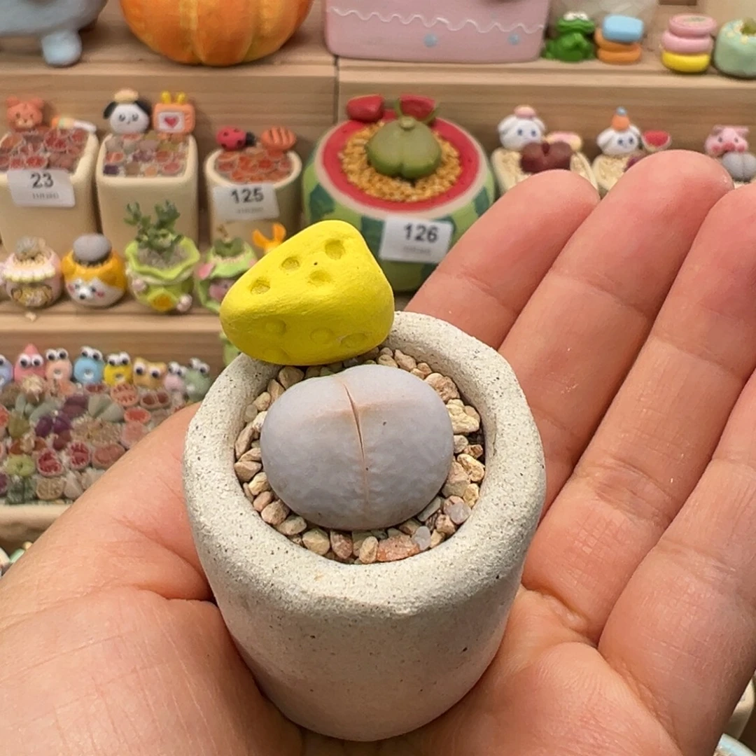 多肉植物128号高尔夫