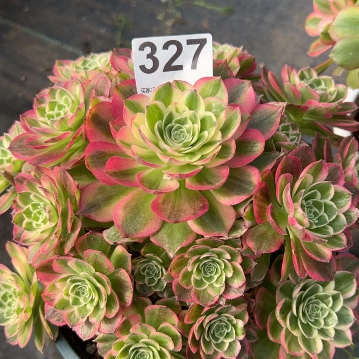 327海王22厘米左右