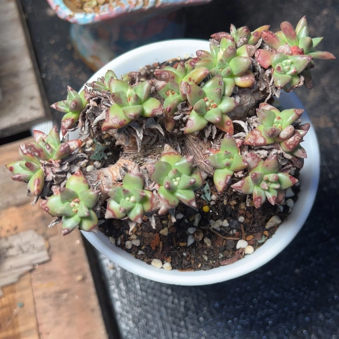 小*儿2321哈哈哈哈哈哈哈哈哈多肉