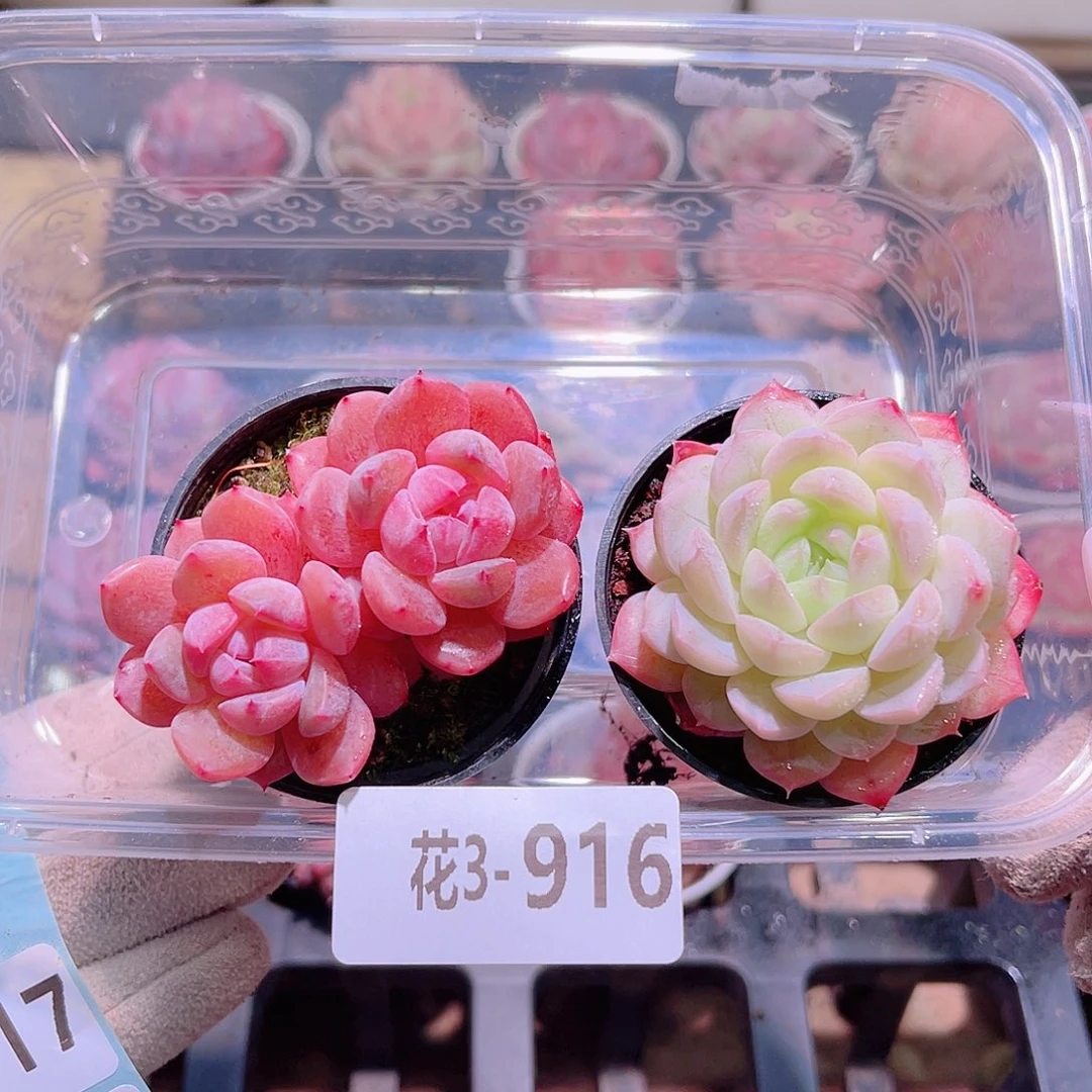 花利美3-916新品2颗