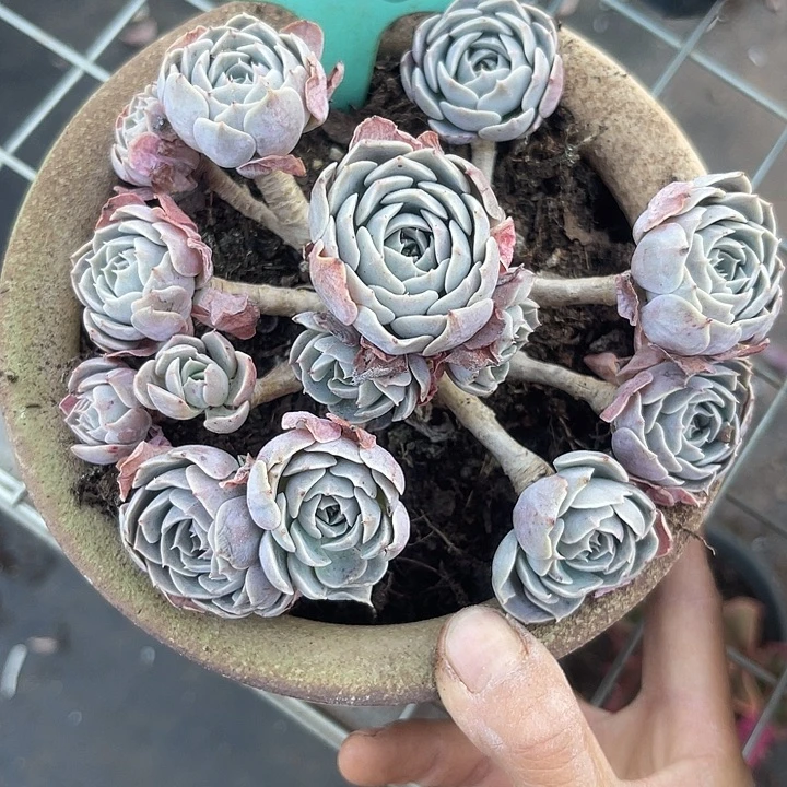 两单包邮，一物一拍28天赐