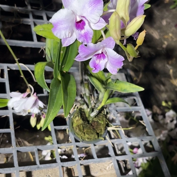 当前无花朵，栽培后可花朵1067卡娜