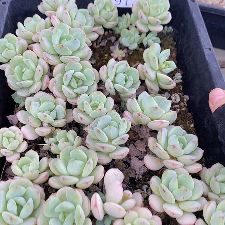 91 多肉植物盆栽花卉