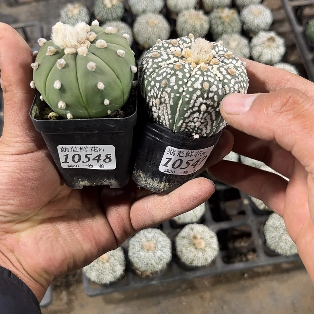 喵***?10547-10548一物一拍单头