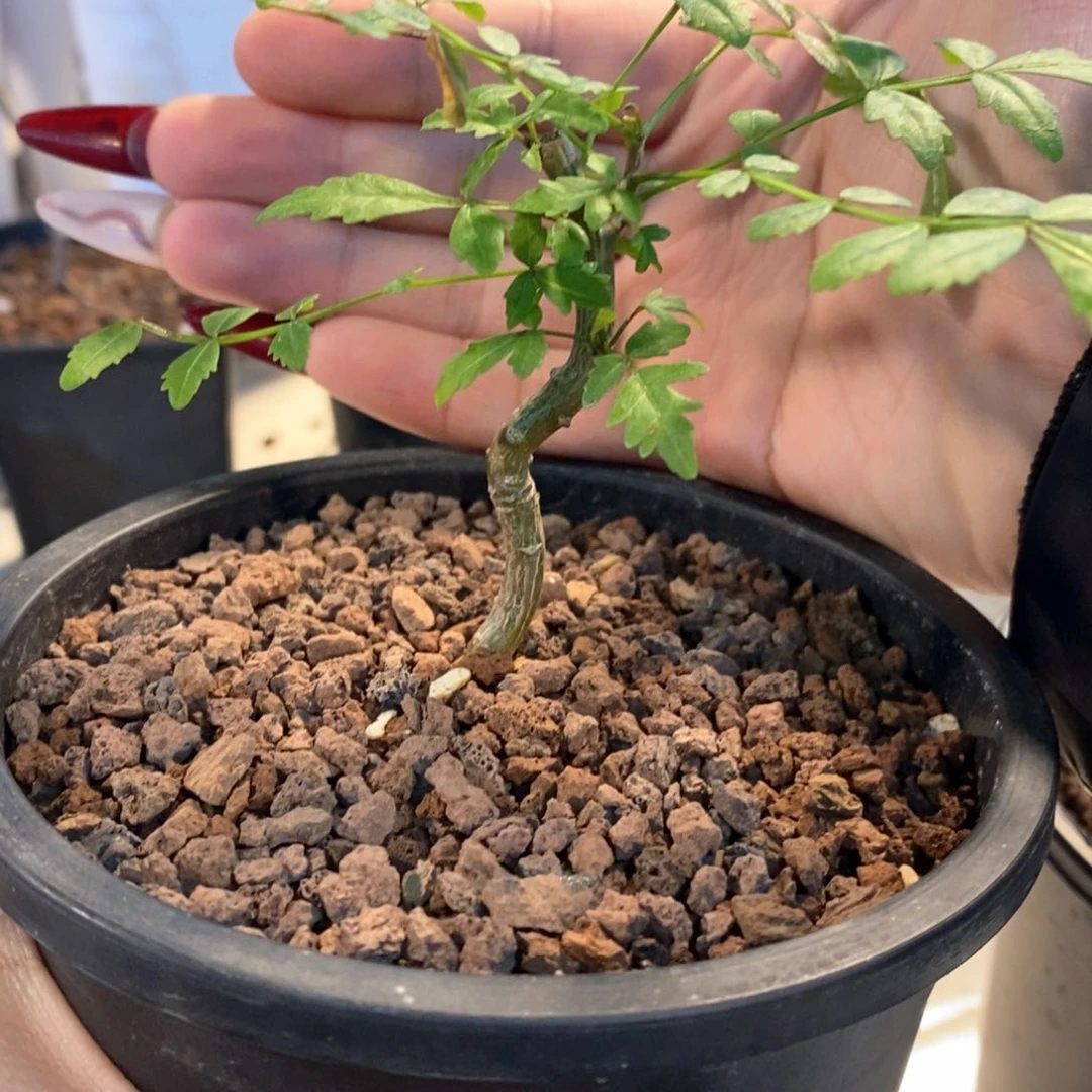 小*书芳香橄榄带盆发货