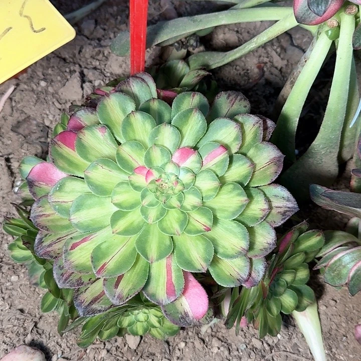 你**§3-49知否多肉法师