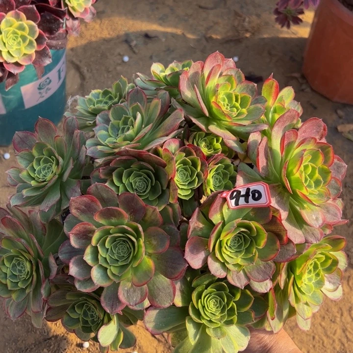 奶白多肉植物9-10