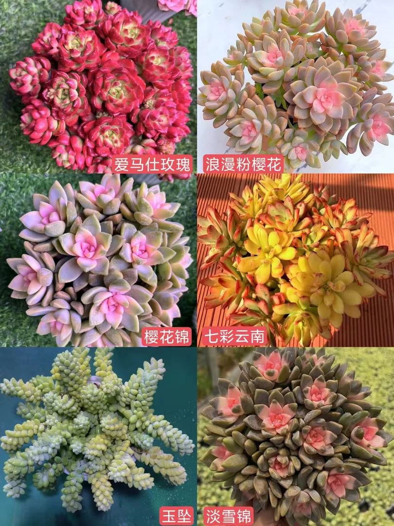 HS30-10满满一大箱 云南多肉基地直发 带盆带土 新手好养