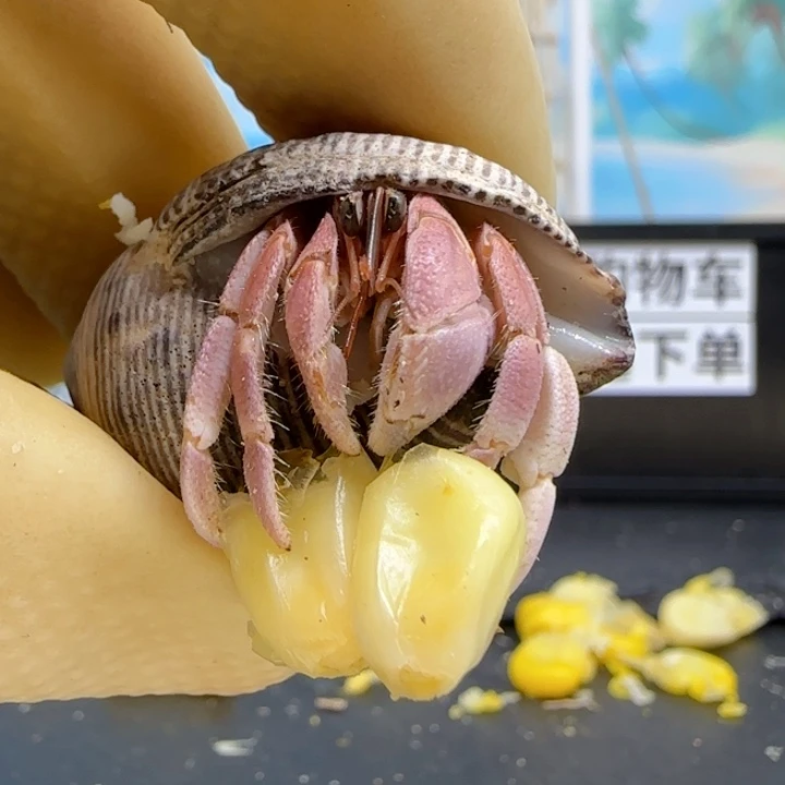 A25粉色 灰白1.0cm口径