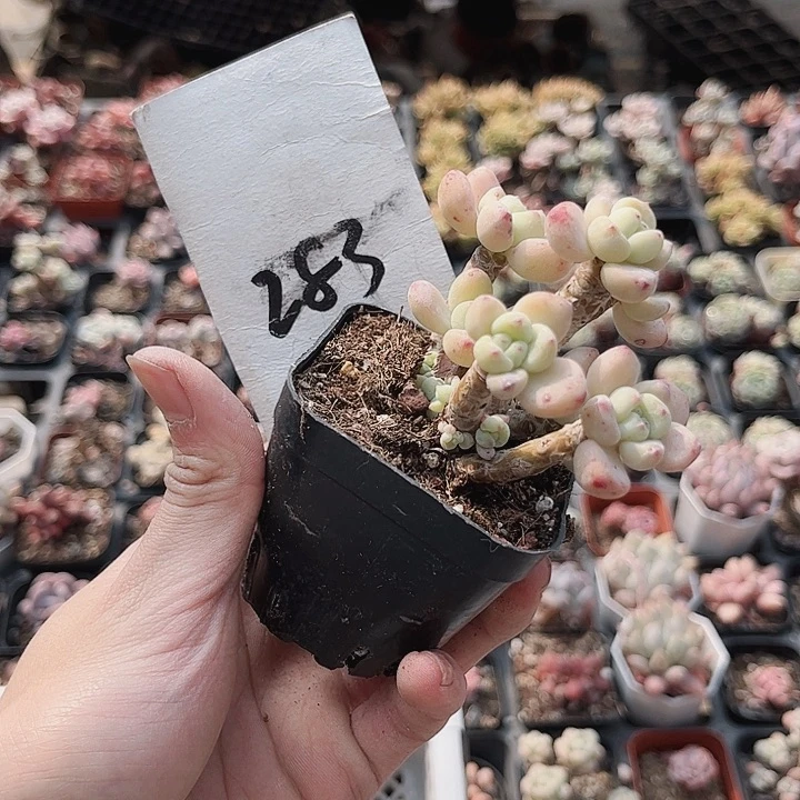 滴**宝283密密麻麻买买买