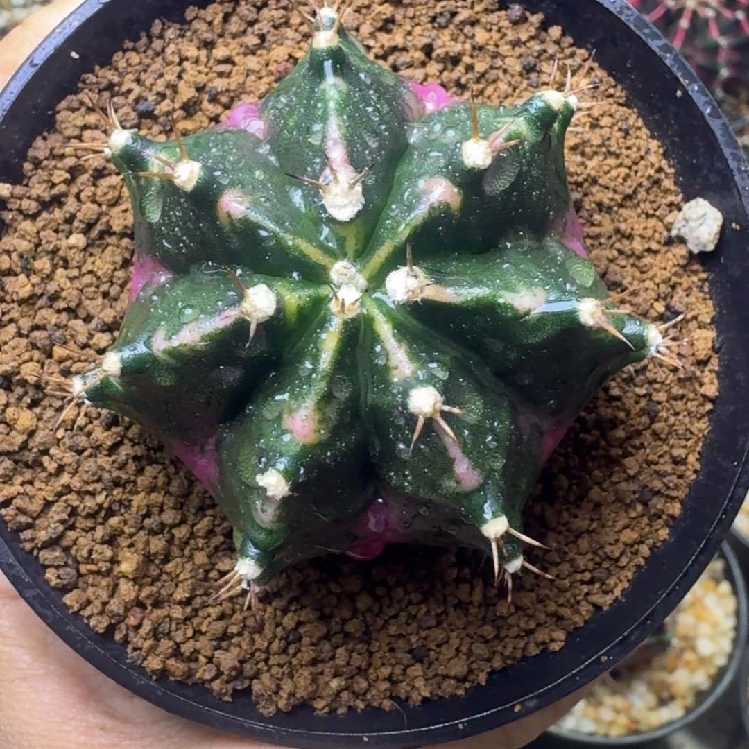 实生粉臀米哈锦20号