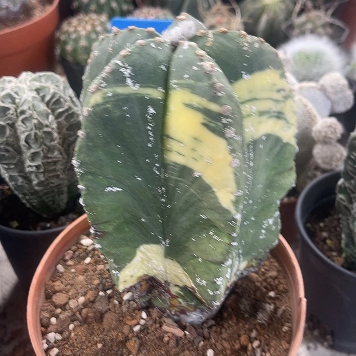 仙人球开花仙人球上