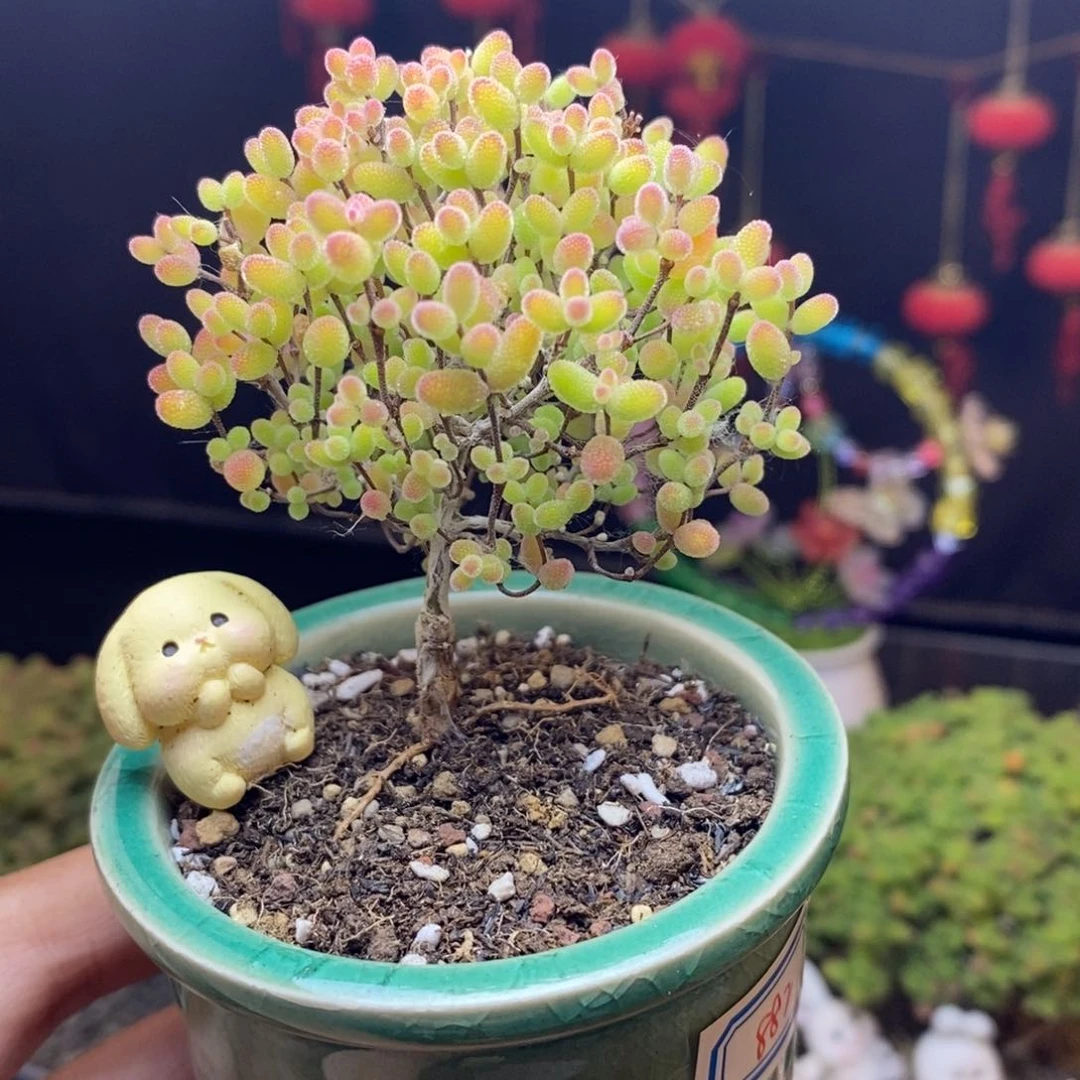 无花朵882号蜜橘糖球枝干（带盆）