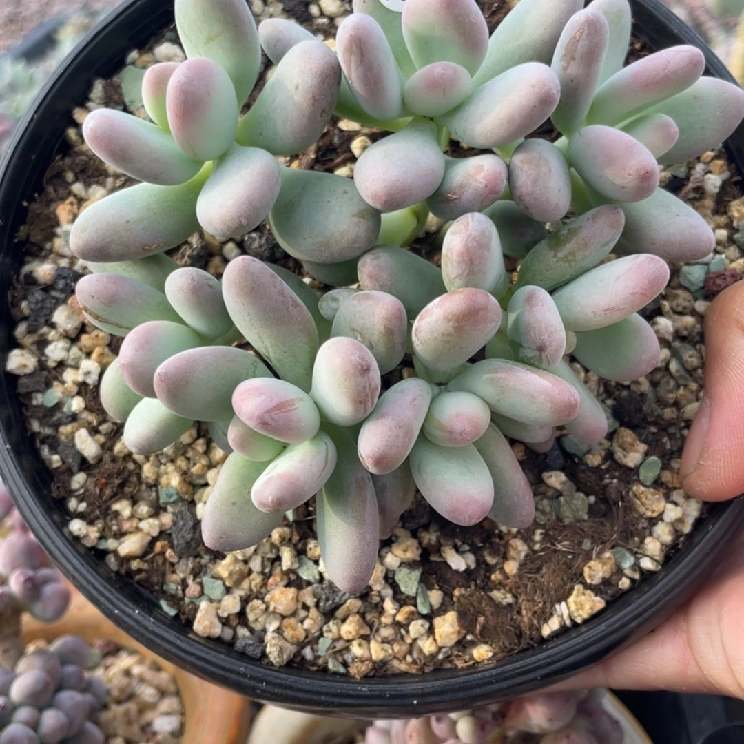 西瓜奶酪多肉植物
