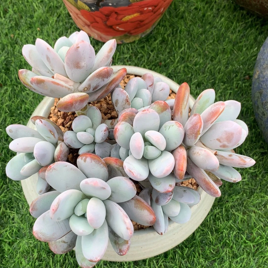 糖果是以自己为前提之一时我
