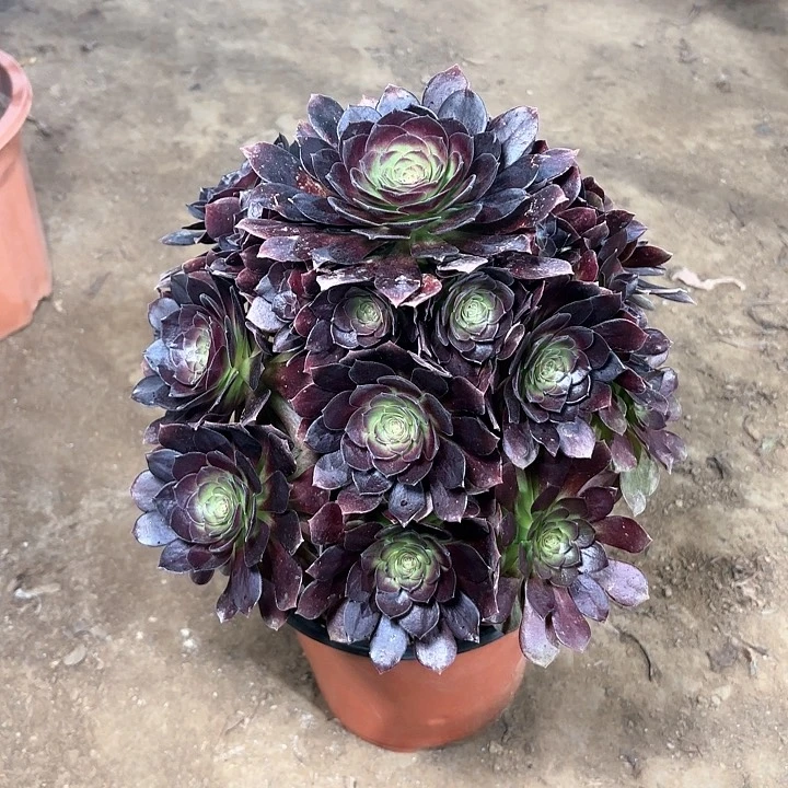 多肉植物赤焰莲45