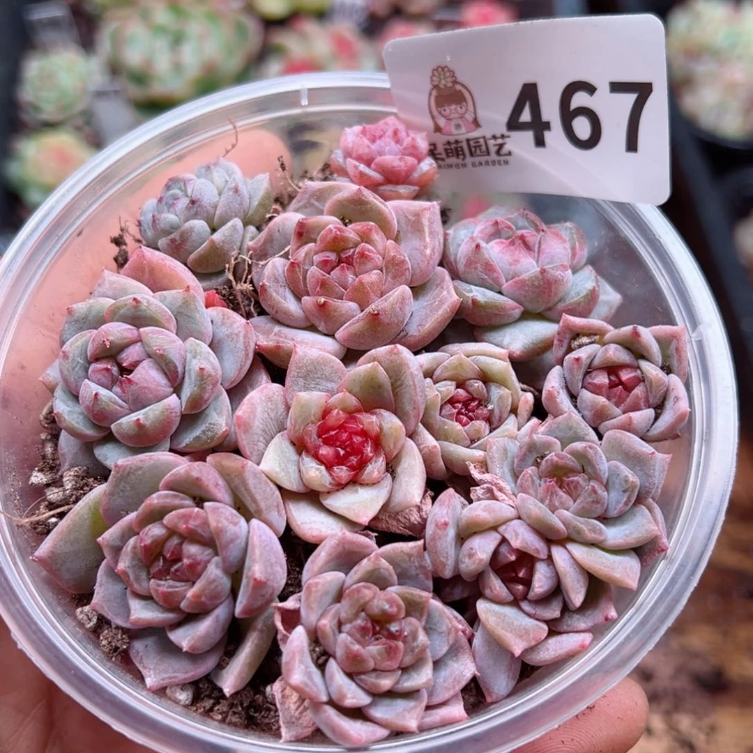 多肉植物多肉植物