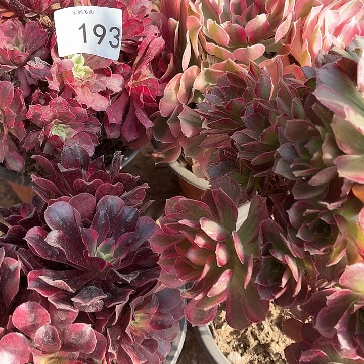 一物一拍193号4颗法师