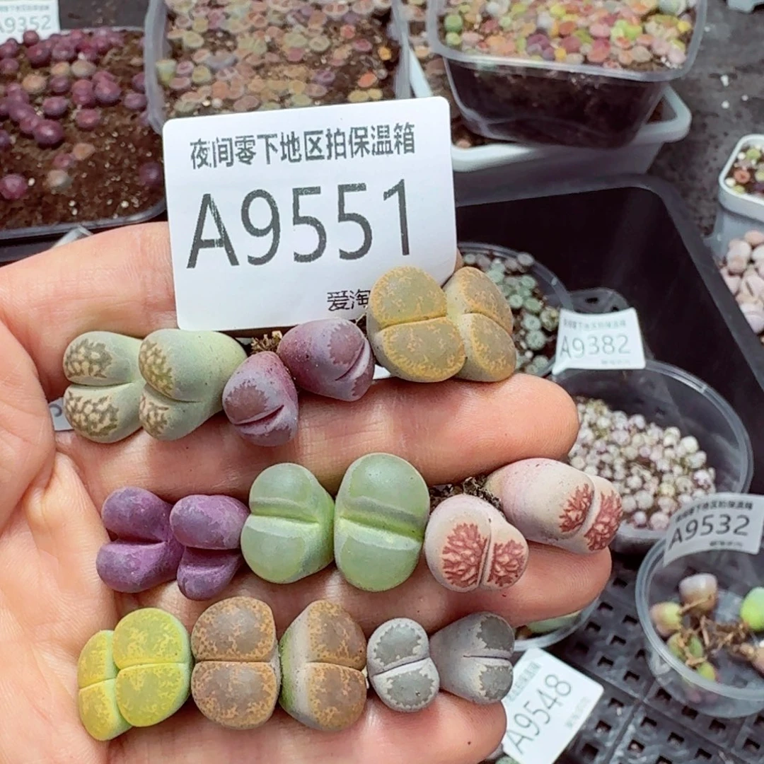 9551––零下地区需拍保温箱