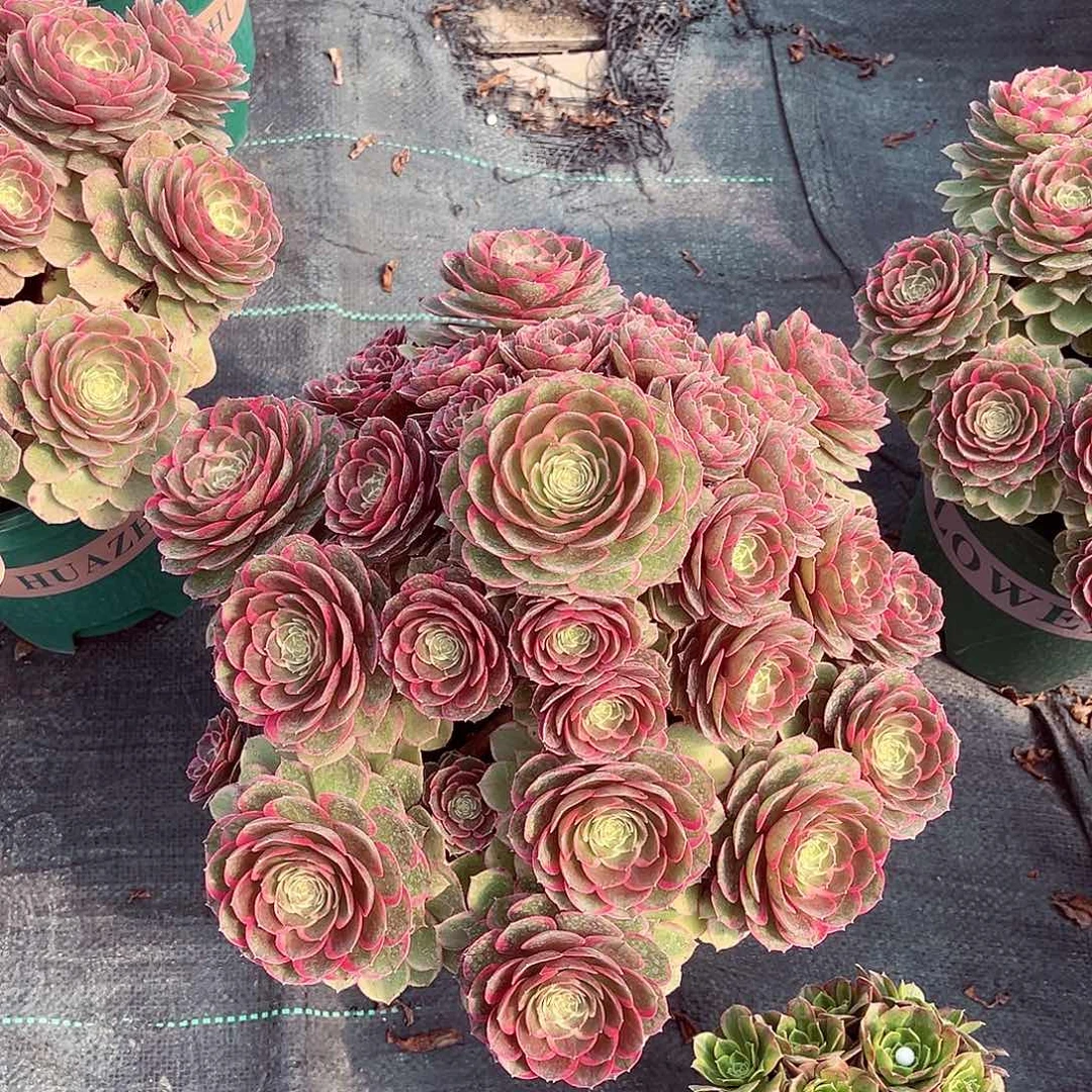 法师多肉植物粉花妖