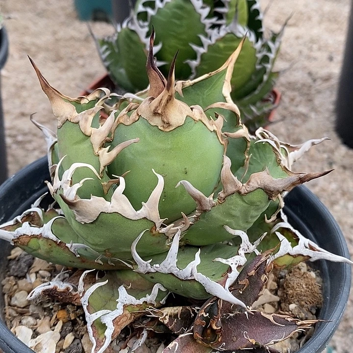 凯撒。