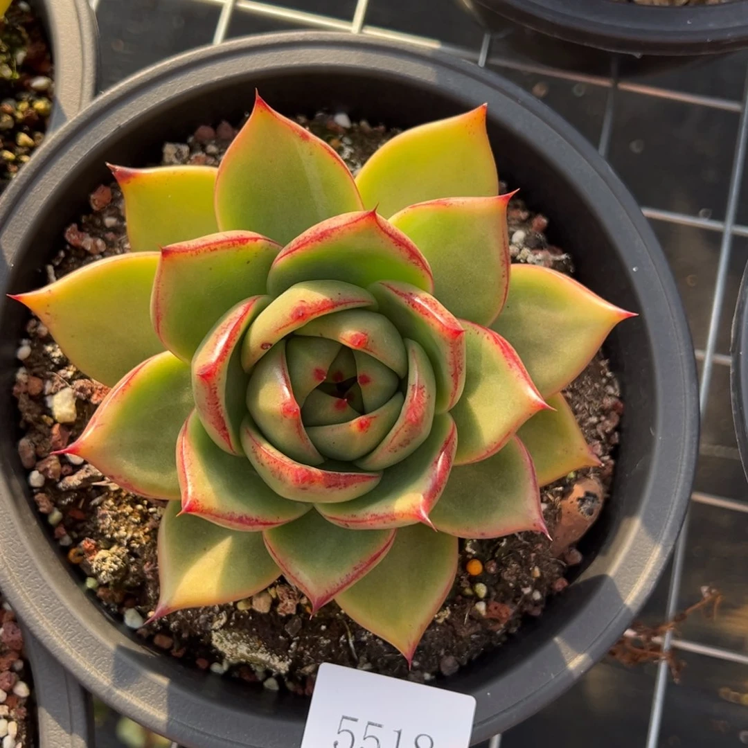 小****哥5518肉肉肉肉肉肉肉