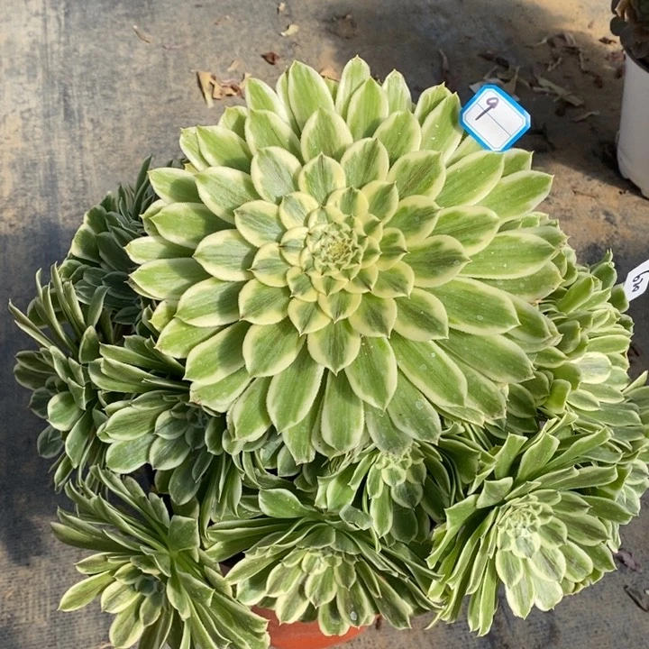 9碧浪多肉法师手捧