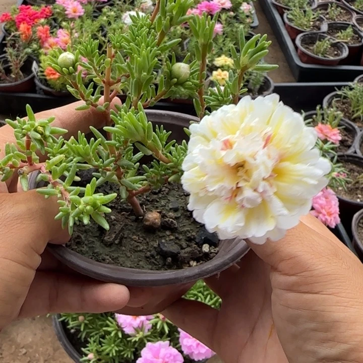 当前无花朵,栽培后可花朵量拍月光超小苗盆口10cm